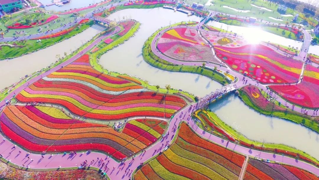 航拍下的荷兰花海变成最美调色盘