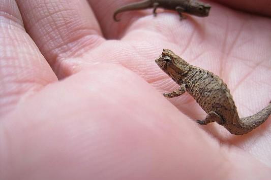 地球上10大最怪异的蜥蜴, 第九像蛇, 第七会飞行, 第一有点可怕