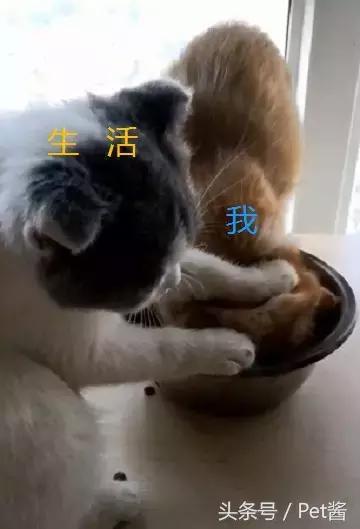 看到搞笑的两小只,网友都被笑坏了,还有的网友把它们做成表情包,表达