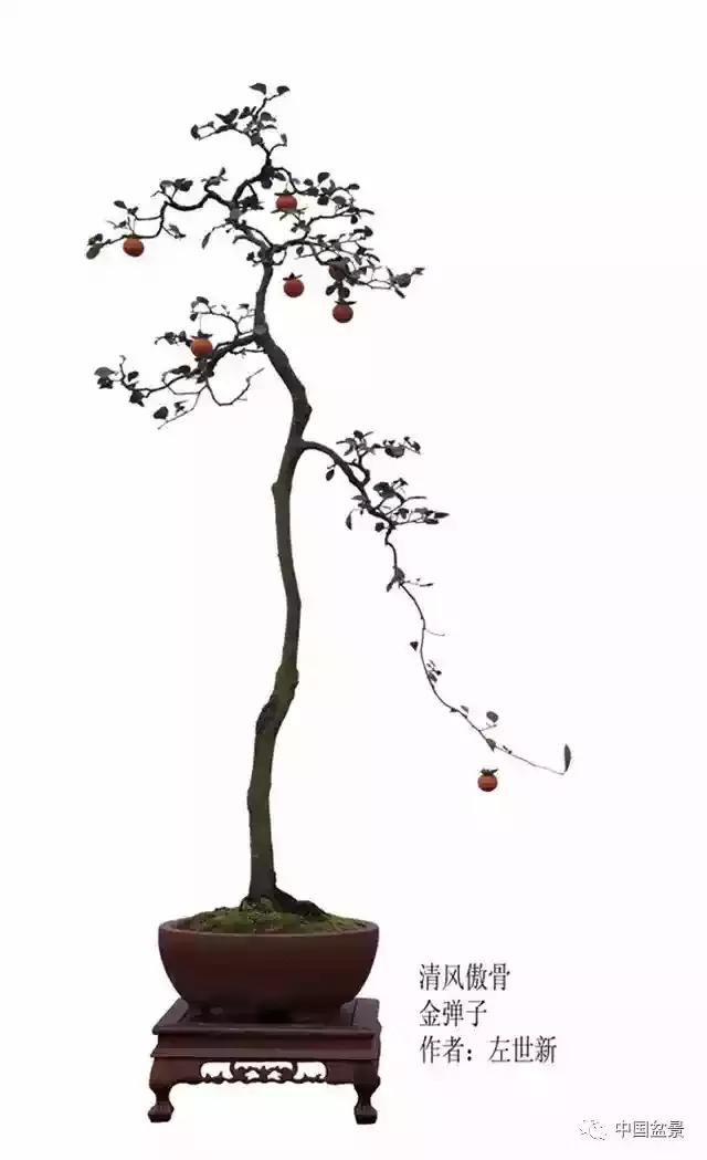 和你一同欣赏韩学年老师盆景佳作