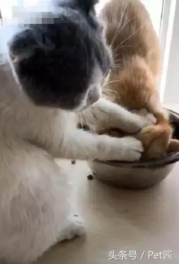 橘猫一直抢饭吃,结果被同伴恶狠狠地摁进碗里:撑死你个傻肥宅
