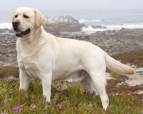 你想养中大型狗狗吗?这几款可能对你胃口哦!