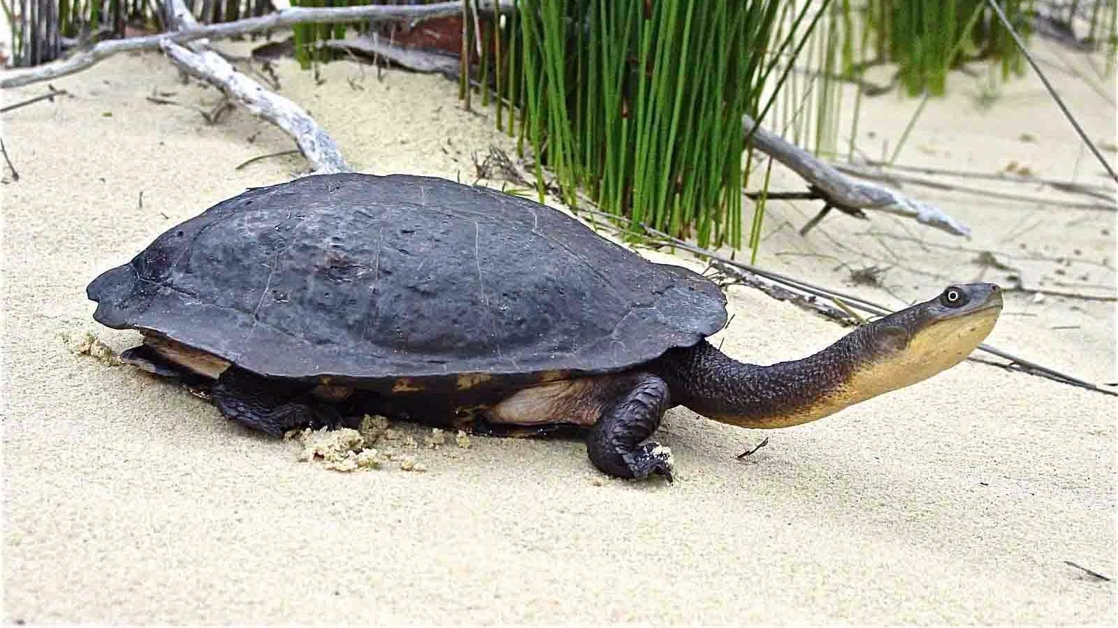 世界上脖子最长的乌龟长到超乎你的想象猜猜到底有多长