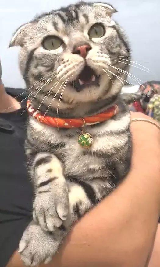 就因为在人群中多看了几眼,猫咪差点就惊掉下巴