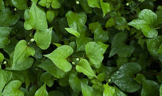 减肥咖啡作用和副作用