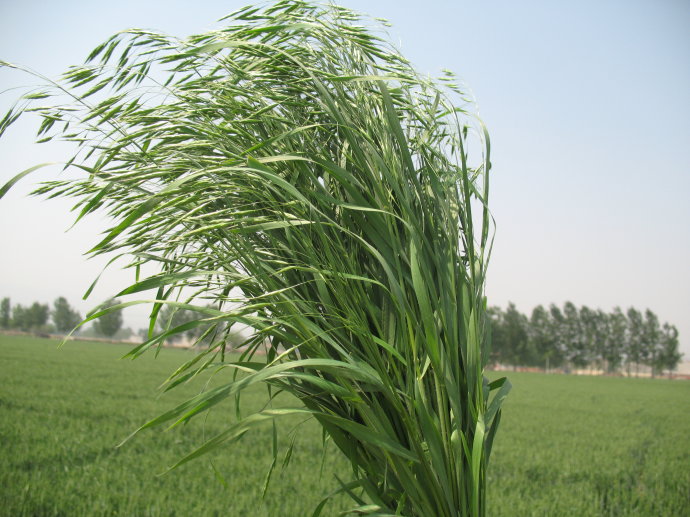 农村这"四大野草",做清明"团子"最好吃,还能养生治病|艾草|马兰头|野