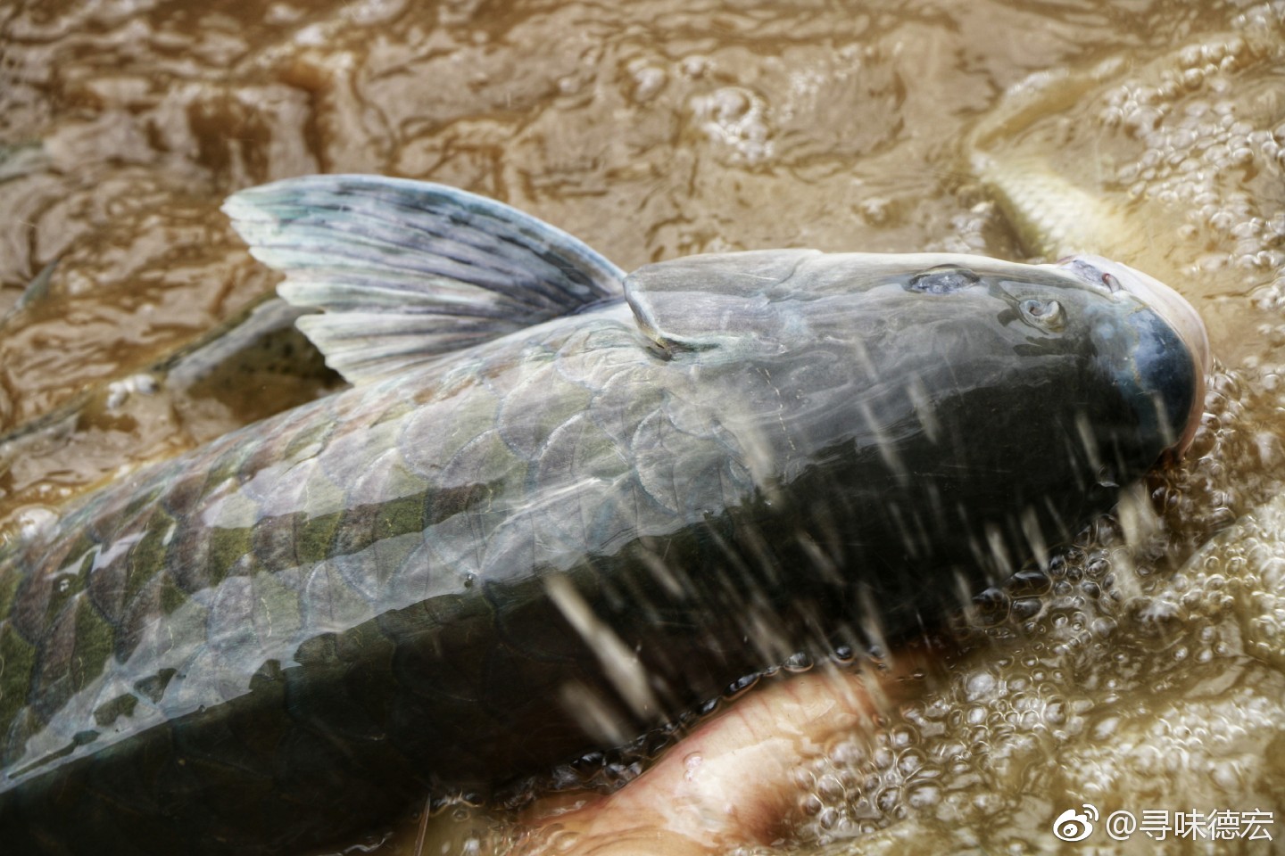 德宏那些在国内已经灭绝的鱼种