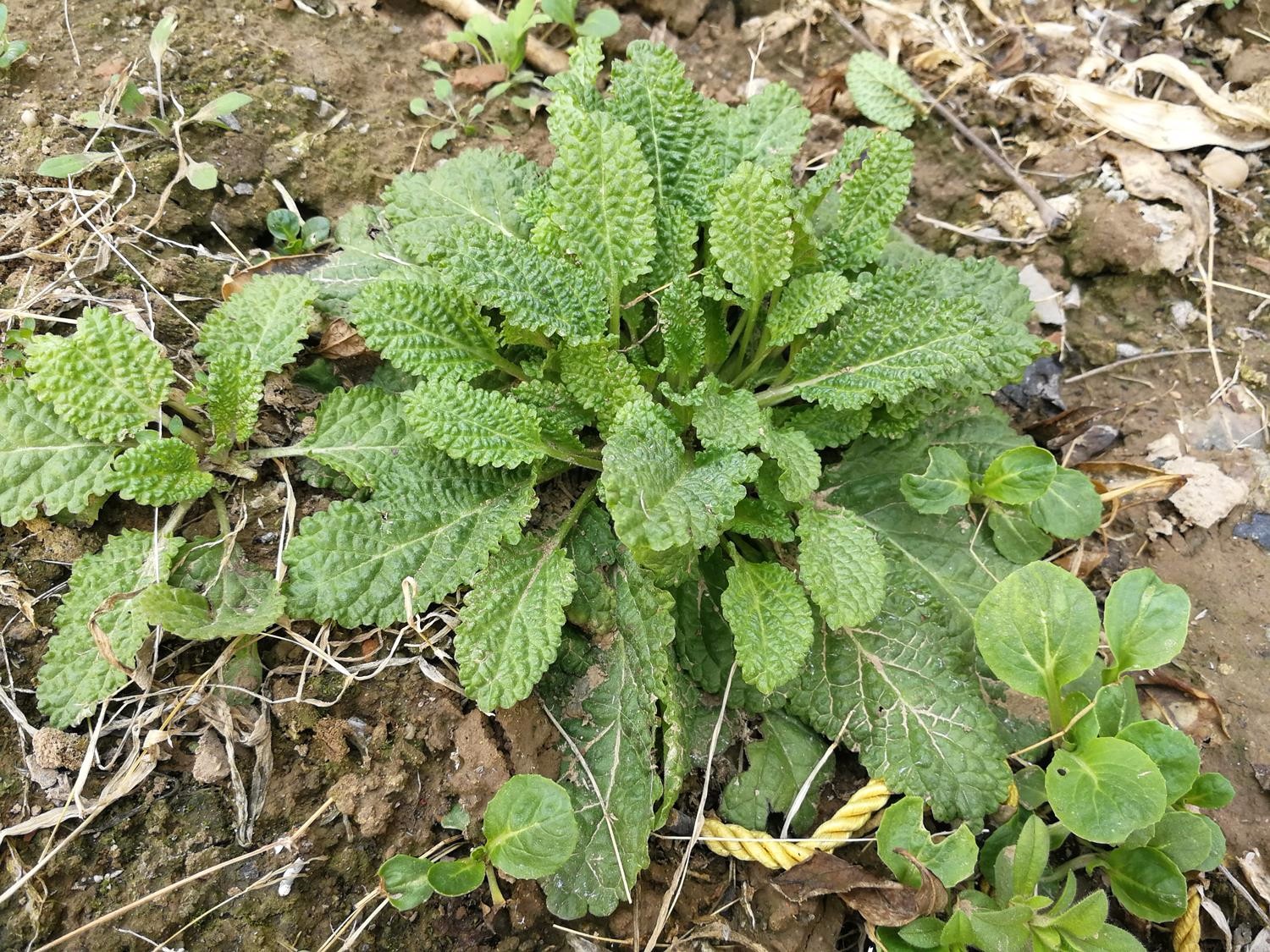 农村这种"牛不吃鸡不刨"长的很丑的野草,治疗咽炎有奇效