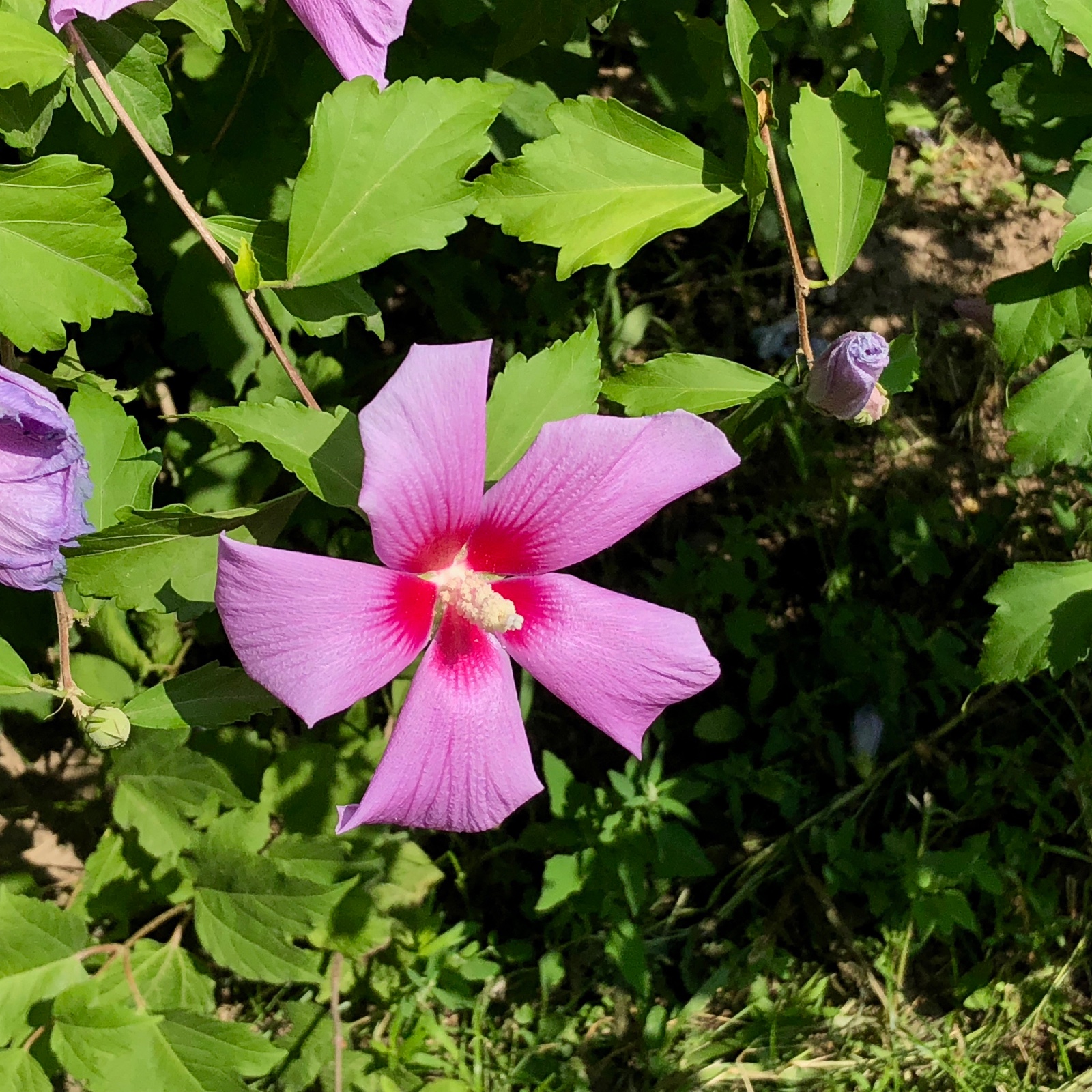 美丽的木槿花,带来夏日好心情,锦葵科植物|锦葵科|木槿花|植物|木槿|奥林匹克森林公园_新浪新闻
