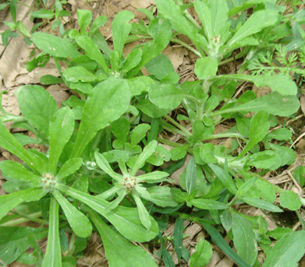 春季的养生野菜|婆婆丁|野菜|荠菜_新浪新闻