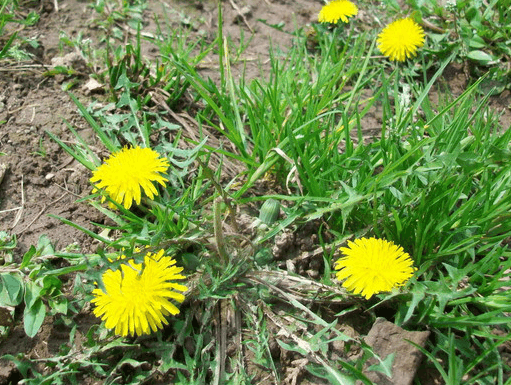 春季的养生野菜|婆婆丁|野菜|荠菜_新浪新闻