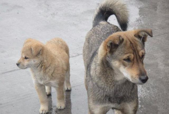 全球最好养的宠物,在中国绝对找不到比中华田园犬还好养的生物