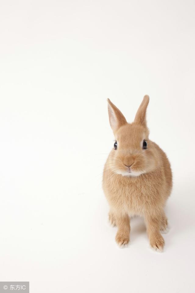 属兔人受到大家的敬畏,使人害怕你就像害怕真兔一样.