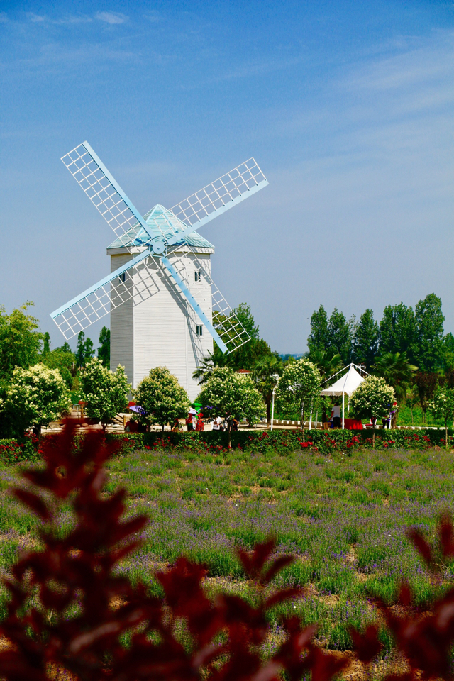 花香四溢的曲江薰衣草庄园