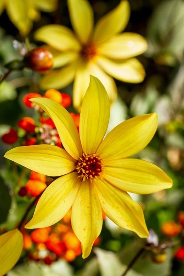 这 6 种花卉摄影创意技法值得一试