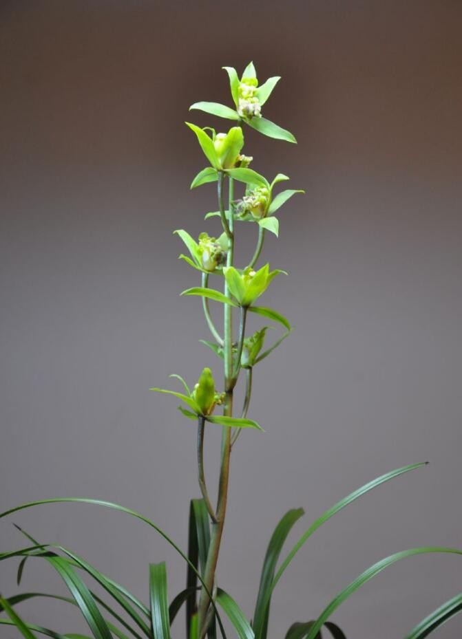 蕙兰绿牡丹,很漂亮_新浪看点