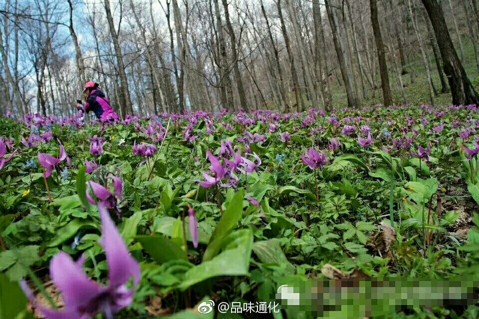 辉南四方顶七色花谷每年4月末5月初漫山遍野的各色野花