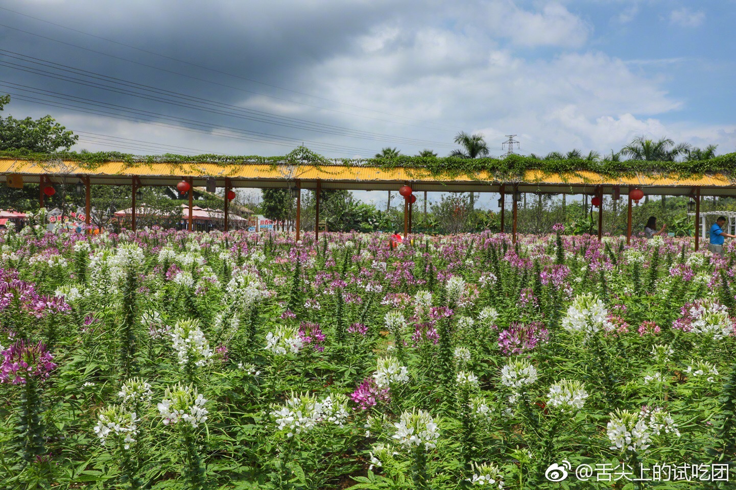 每次来高明盈香生态园都爱看花海