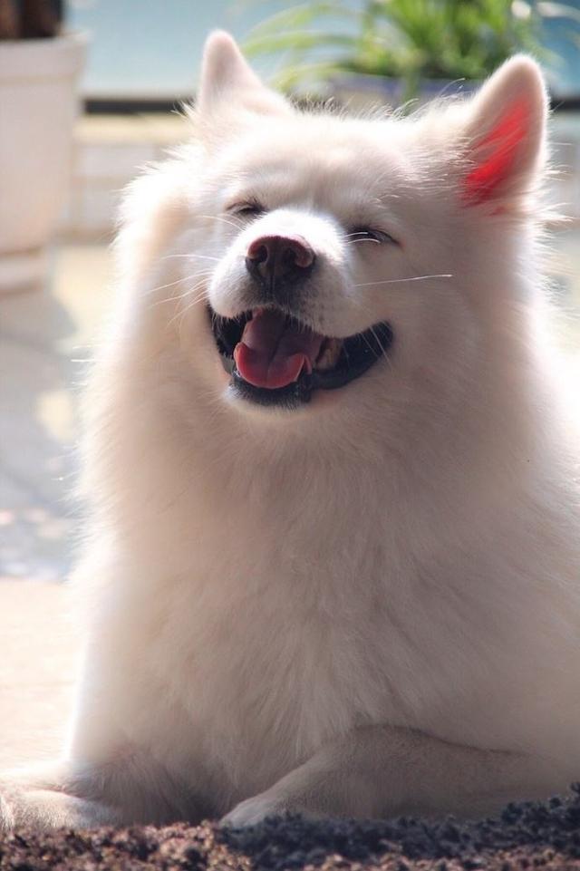 萨摩耶笑得星光灿烂,主人忍不住亲了一口,萨摩耶:我的初吻!