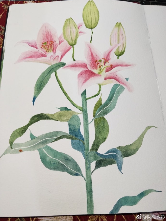 今天画的是粉红色百合花作者阿暖水彩