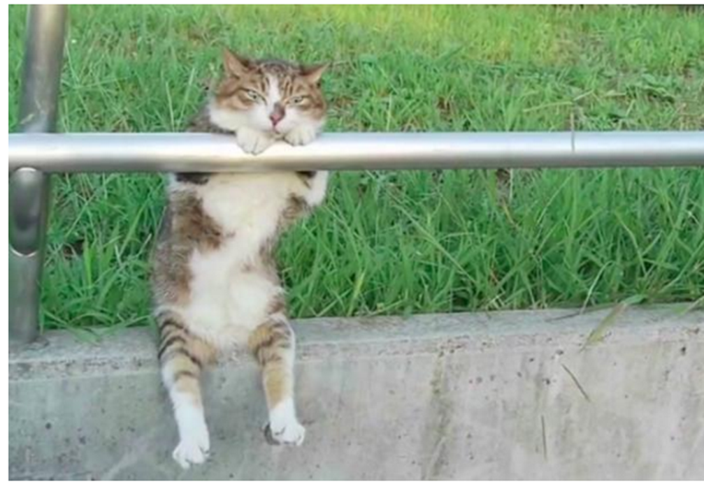猫咪趴在栏杆一动不动大学生凑过去一看被它这架势笑喷了