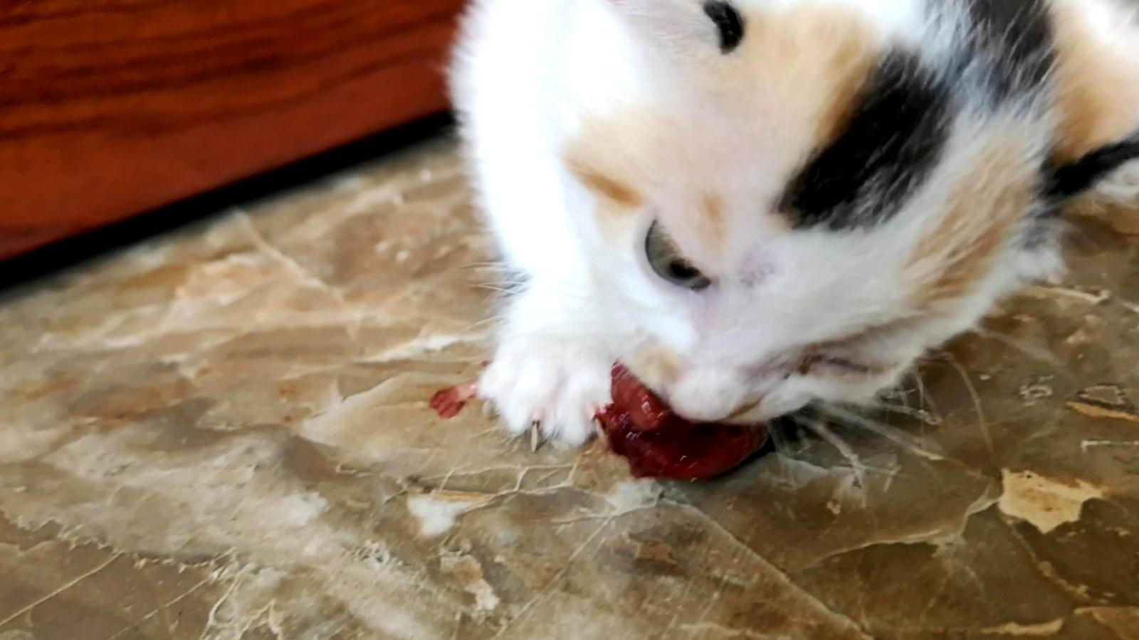 喵星人养成记(十五)猫吃老鼠,场面血腥,慎入