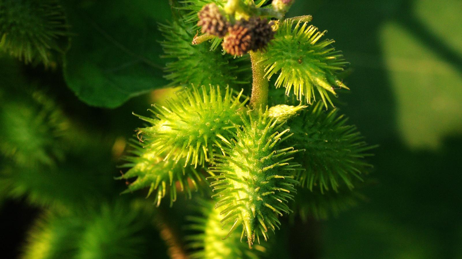 小小几颗带刺球,治疗鼻炎麻风有奇效,为什么医生告诫要少量?