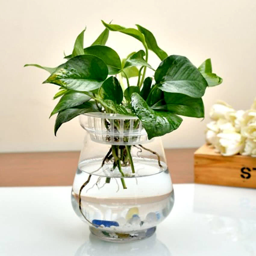 水培植物又臭又招虫扔个小药片没异味花长得旺