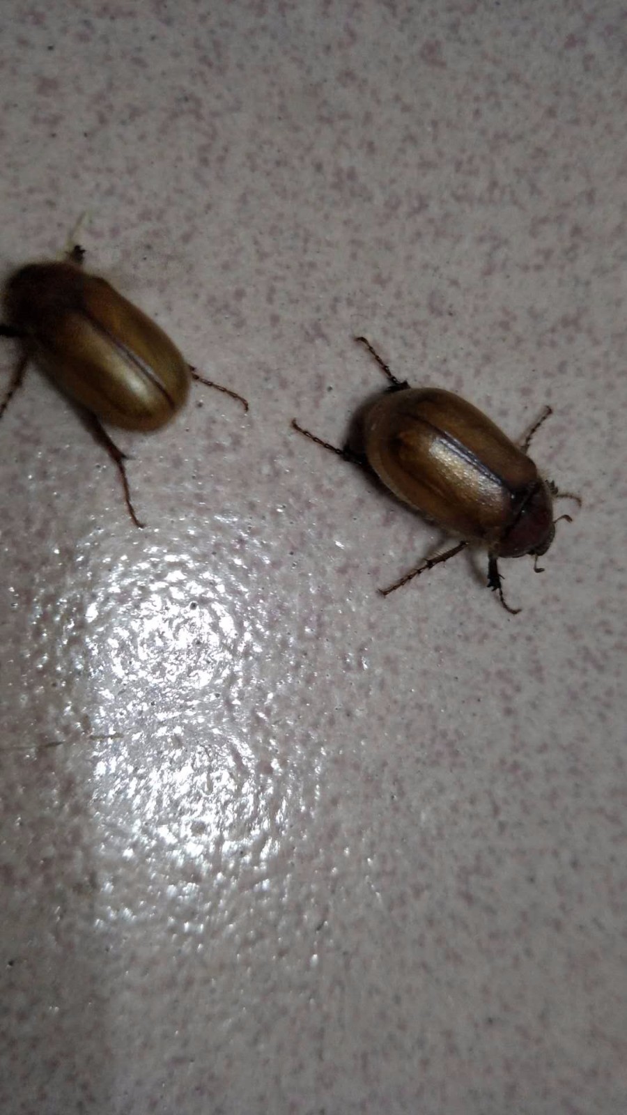 我们农村老家管这个叫"瞎碰儿",因为它飞起来就瞎飞瞎碰,碰哪儿落哪儿