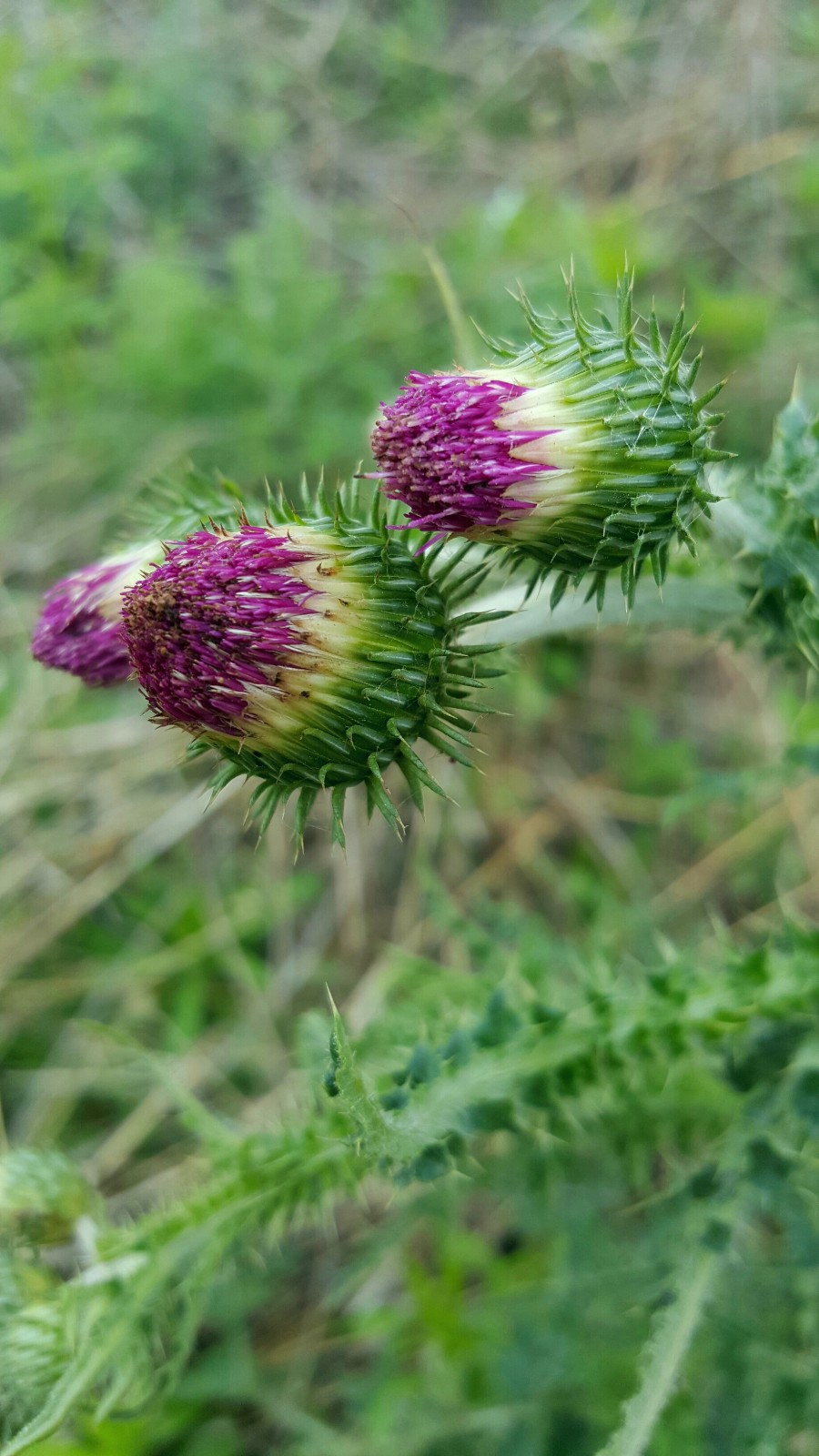 植物百科四十六飞廉