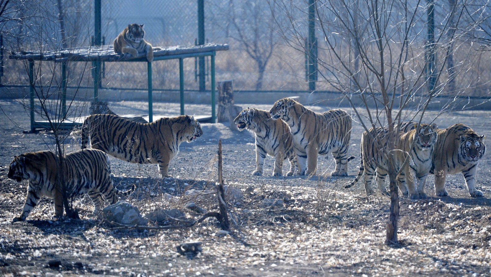 探秘东北虎生存规则:虎群之中没有"王","流氓虎"没朋友