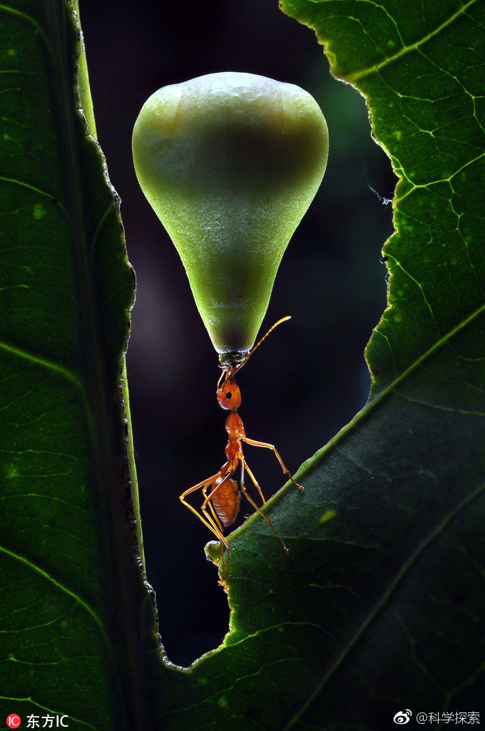 蚂蚁"举铁"了解一下?身材虽小力量惊人