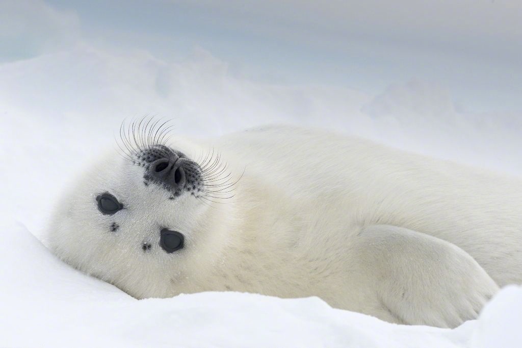 加拿大圣劳伦斯湾，有一只可爱的海豹宝宝在雪地里打滚