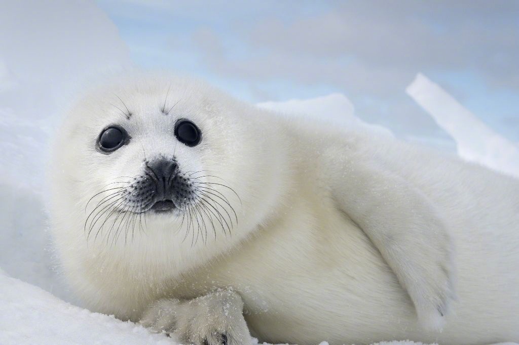 加拿大圣劳伦斯湾有一只可爱的海豹宝宝在雪地里打滚