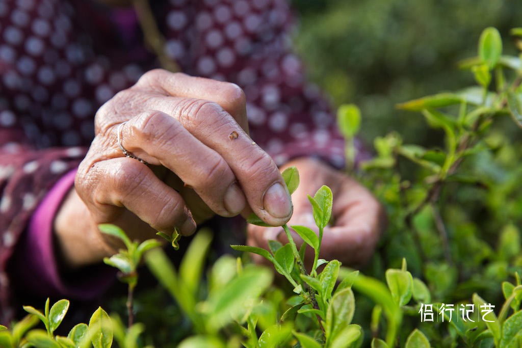 跨省采茶女手冻通红睡水泥地,日采2斤茶,每斤80元