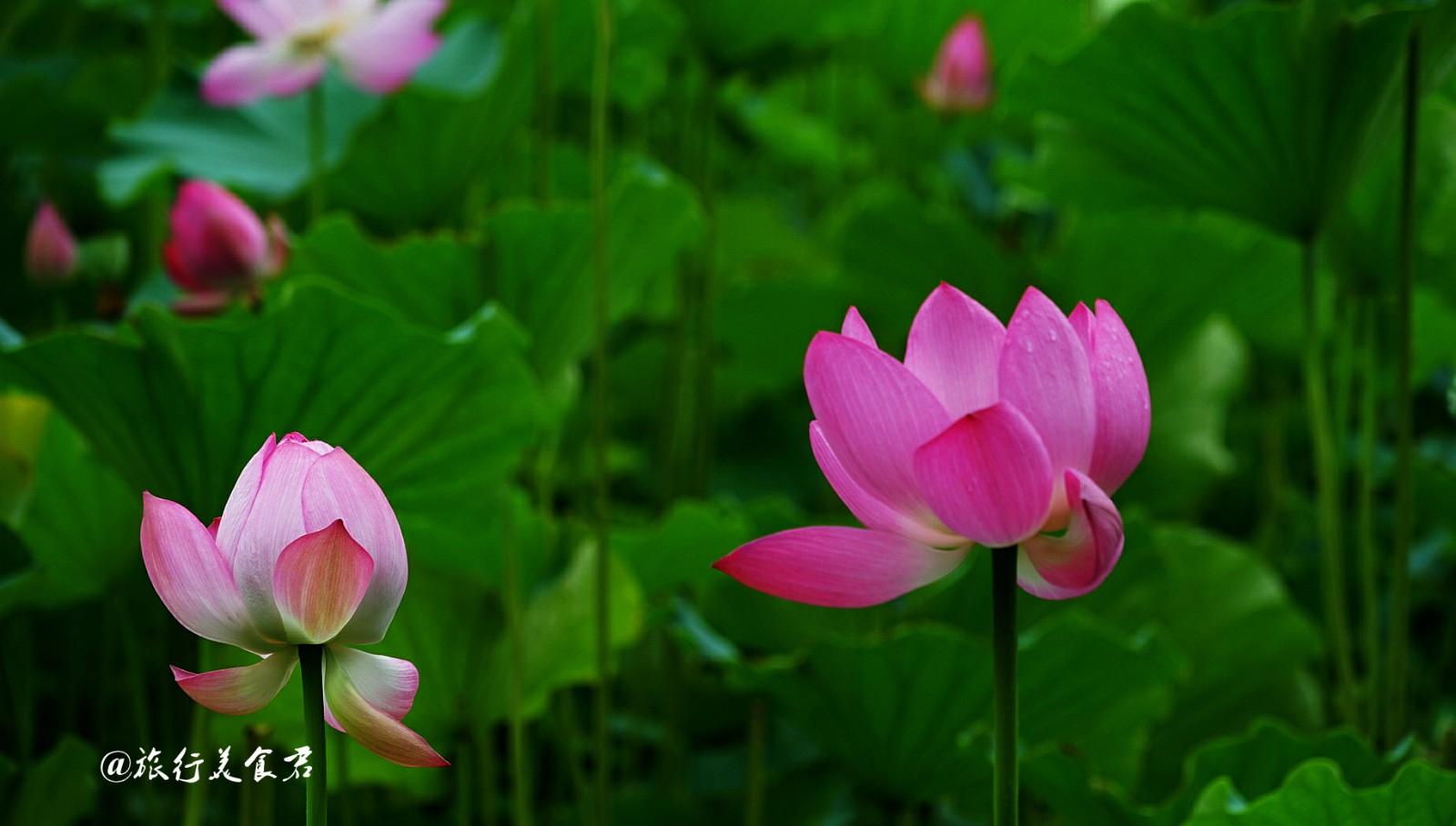 张张都能做壁纸,这就是西安莲湖公园的荷花,实在是太美了!