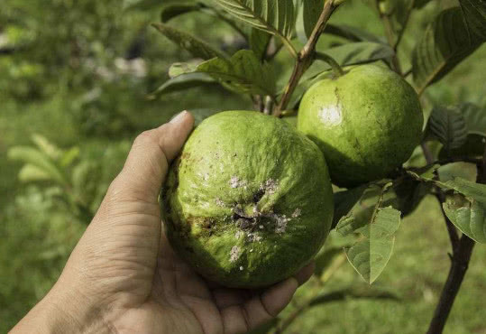 番石榴营养价值很高,它甘甜多汁味道好,还含有多种丰富的营养元素