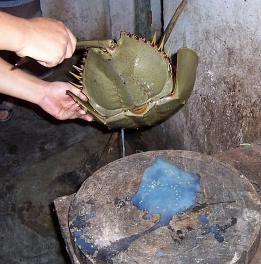 拥有蓝色血液的外星生物,诞生4亿年容貌未变,在医学上有重大贡献|鲎