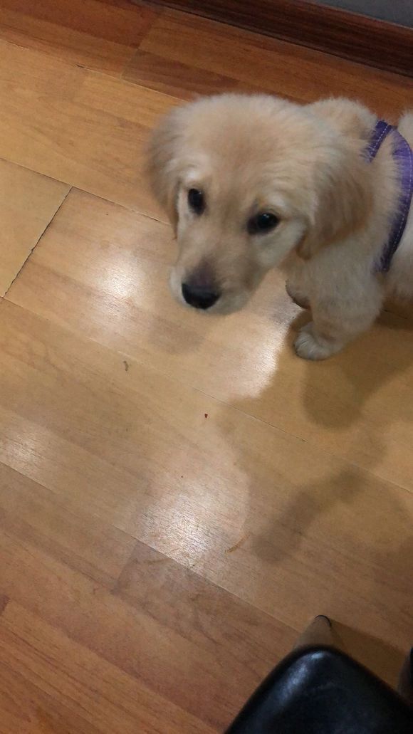 超市门口的老爷爷卖金毛,五十元一只想给它们找个好人家