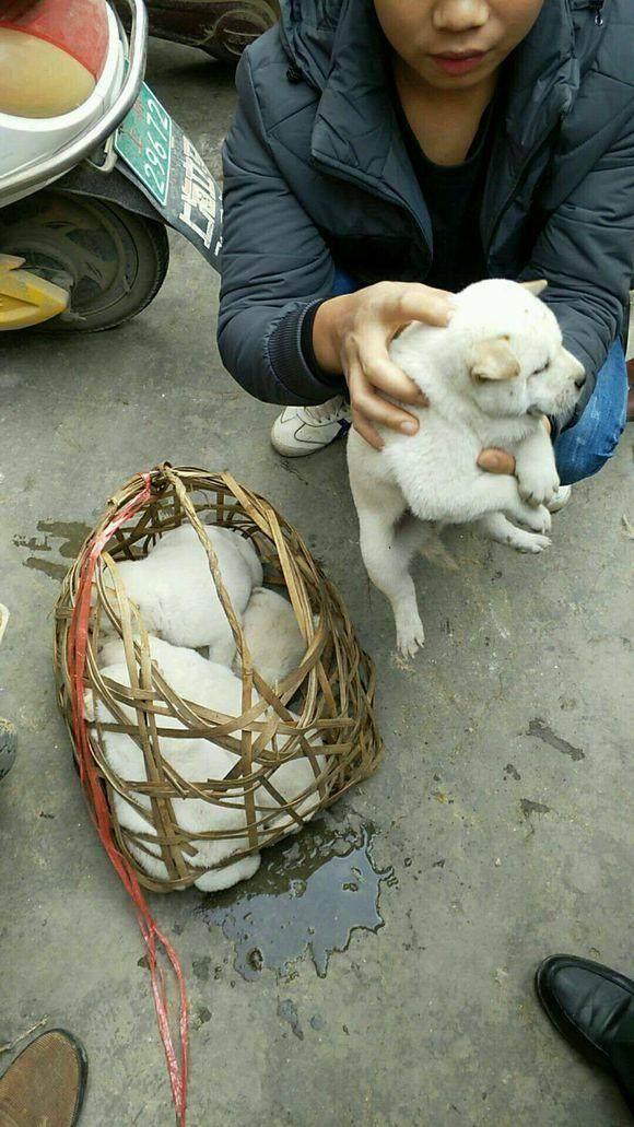 这种狗,在狗市里50块一只,却很少有人愿意买|土狗|狗市|神犬_新浪新闻