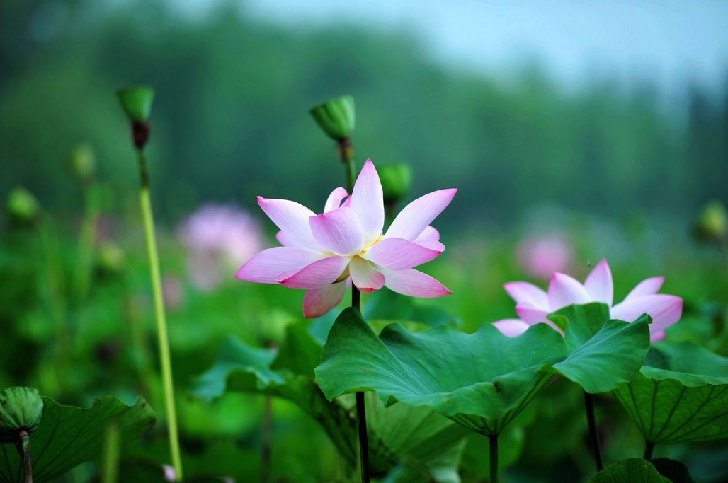 拍摄荷花 看到荷莲相间 你能想到什么?怎么去拍自己想要的荷花