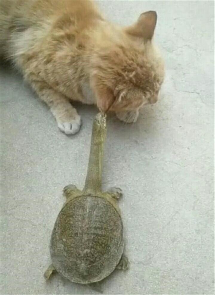 可怜的橘猫,被甲鱼咬住耳朵尖,疼得都不敢正脸看镜头,尴尬至极
