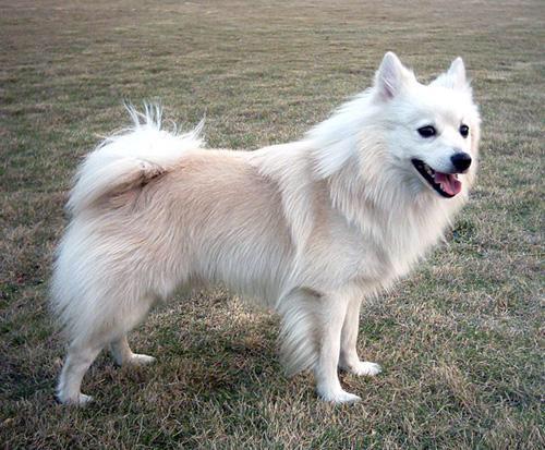 银狐犬|狗狗|粘人_新浪新闻