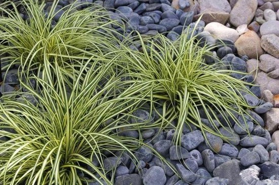 观赏草|苔草|养护_新浪新闻