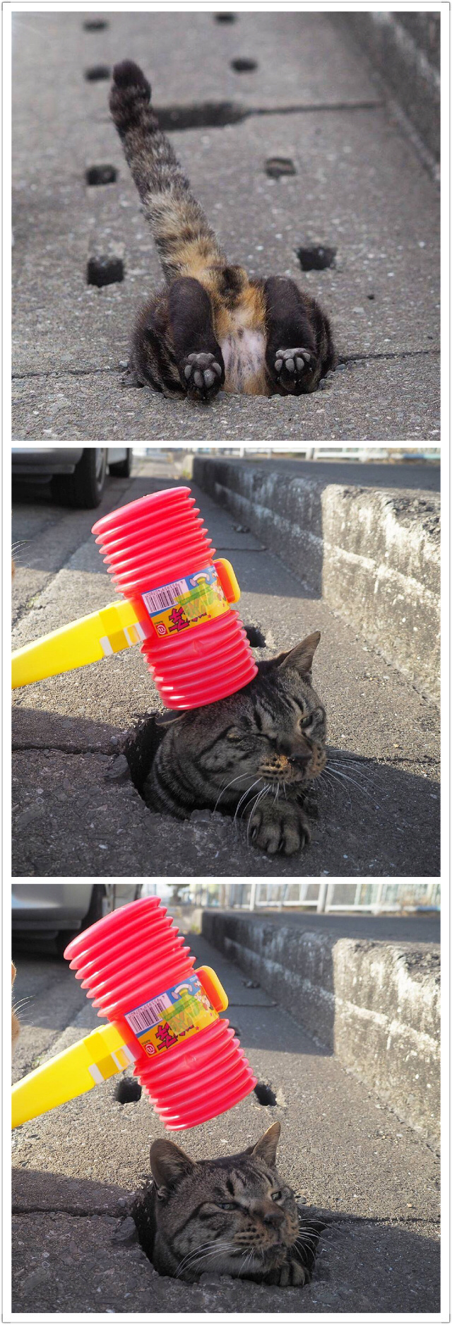 爱钻地洞的喵星人,快来打地鼠啦!