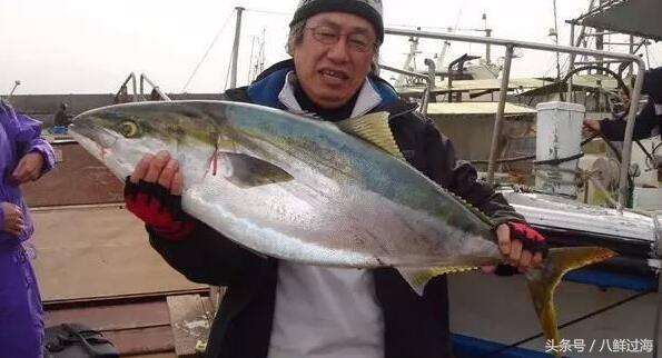 出人头地方为”鰤“的寒鰤鱼:日本冬季必吃的旬之美味!