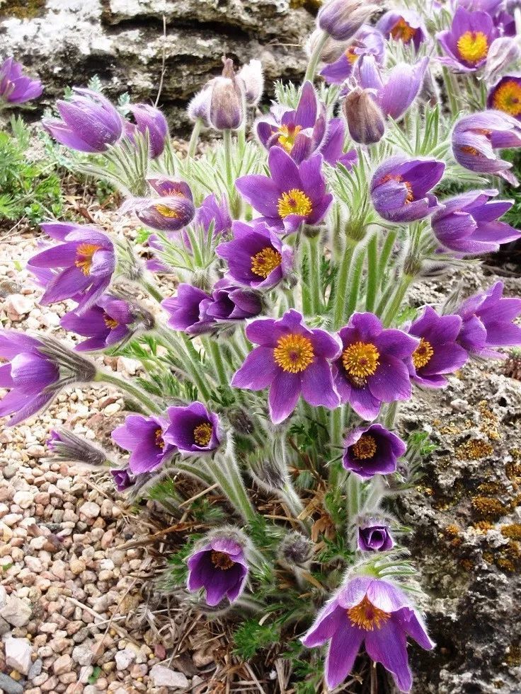 白头翁花是属于毛梗属的花卉,它原本是一种野生的花卉,它们开花的时间