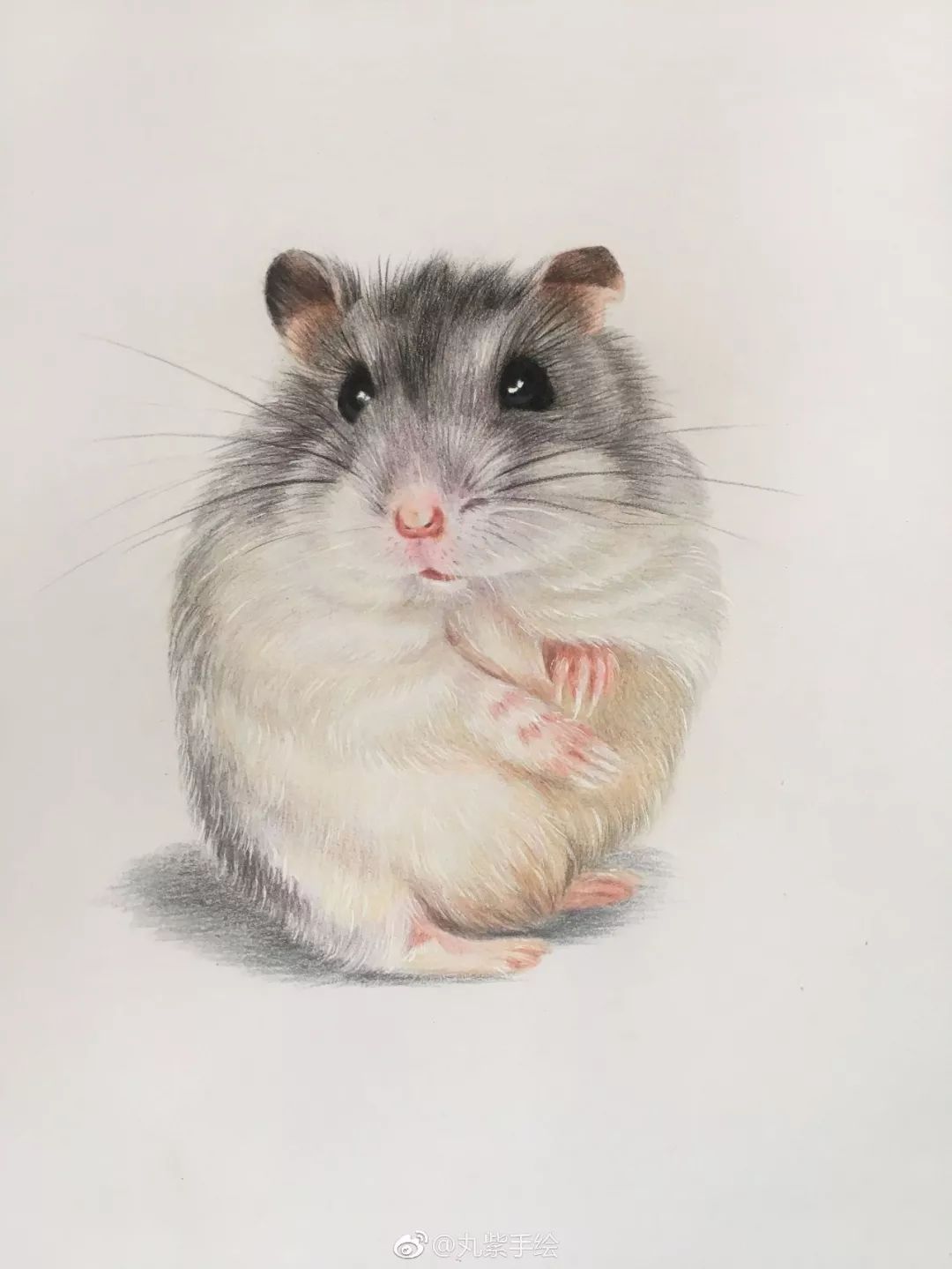 『【彩铅教程】可爱的小仓鼠,良心分享!
