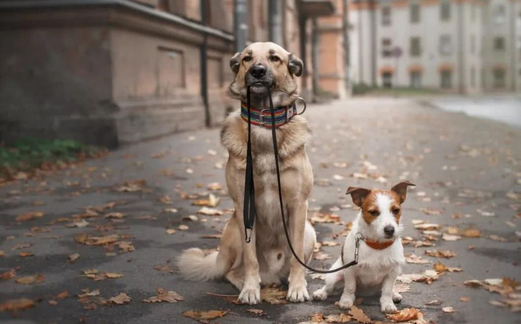 绿地|狗狗|遛狗_新浪新闻