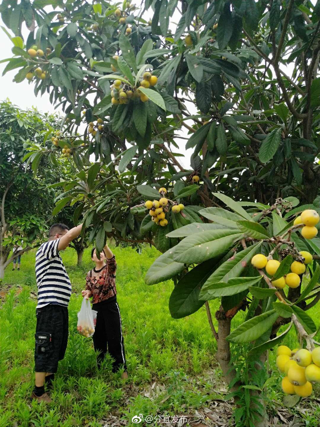 枇杷成熟季 游客闻香来